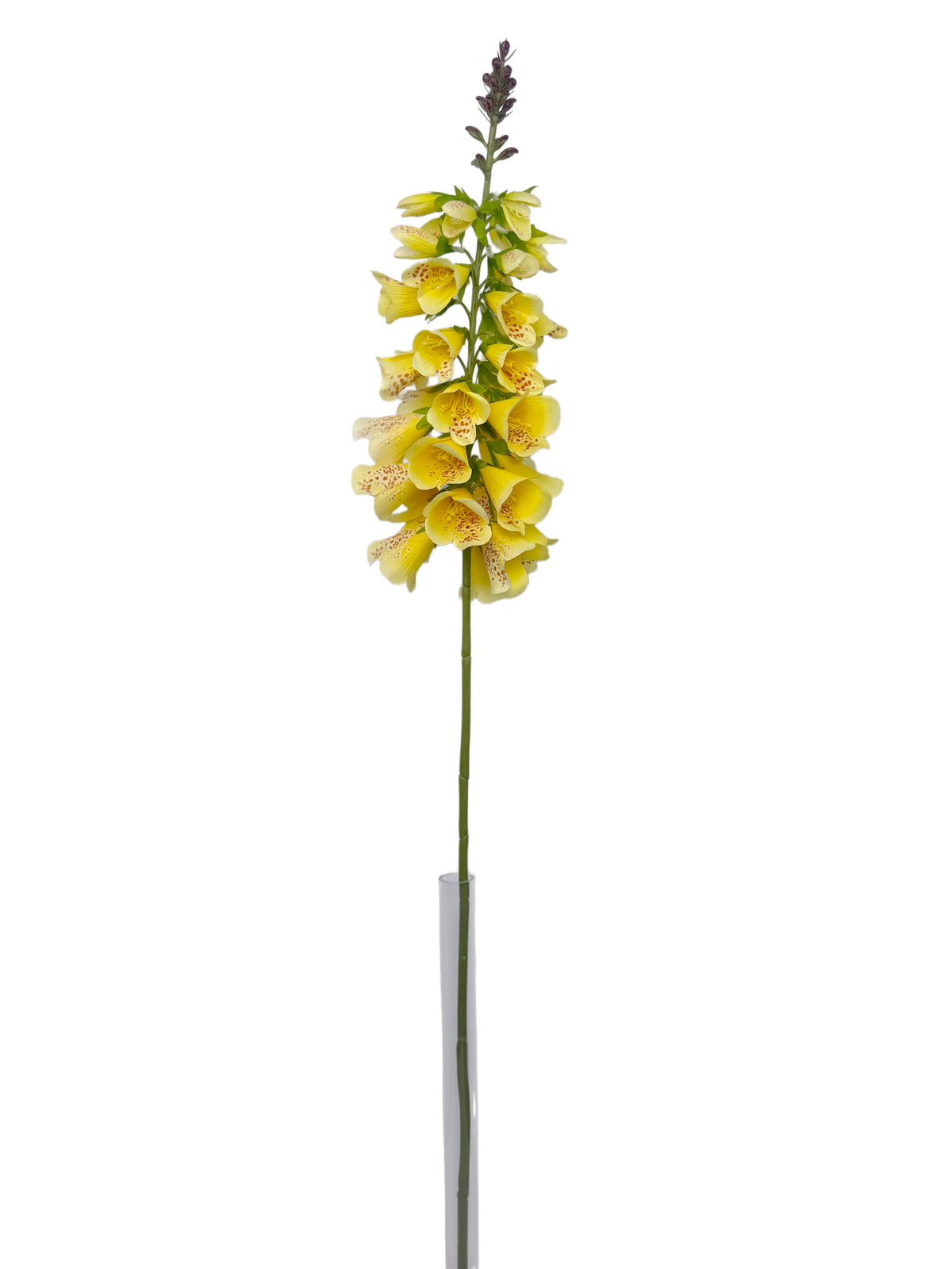 FL13829 FOXGLOVE 40.5"