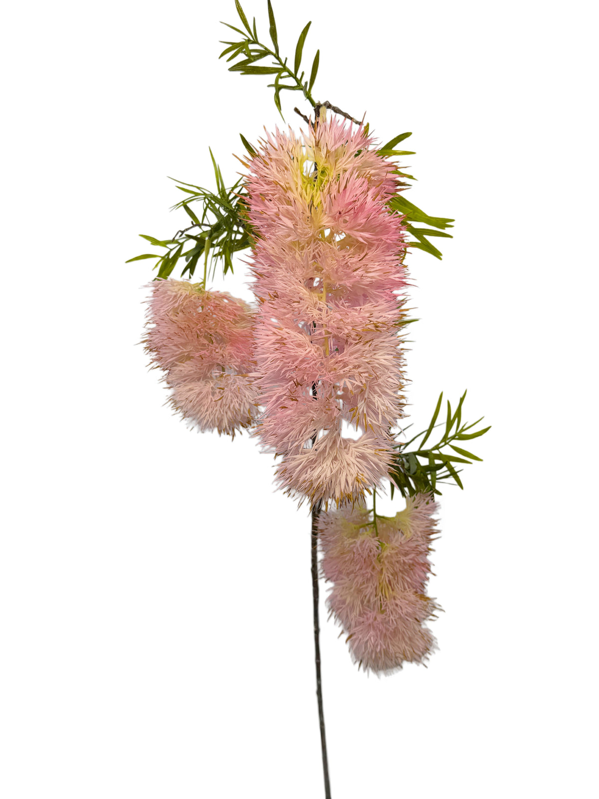 FL13838 BOTTLEBRUSH SPRAYx3F 31"