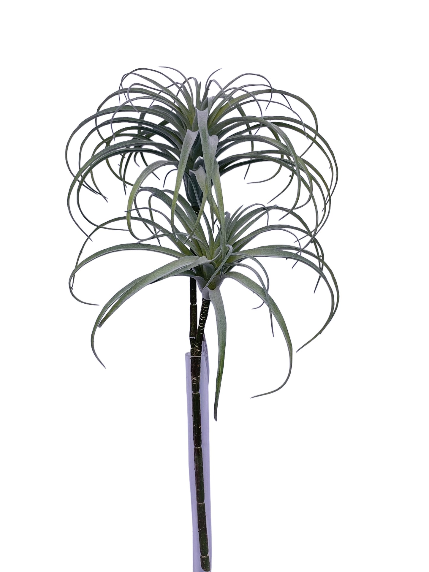 FL13845 AIR PLANT SPRAYx227"