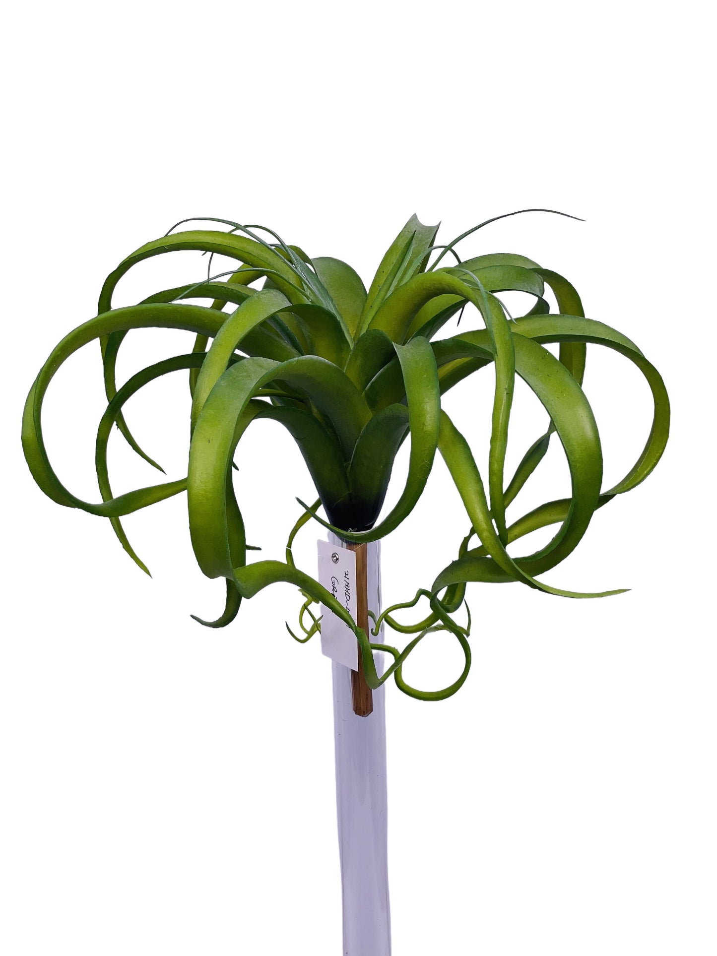 FL13846 AIR PLANT 10"