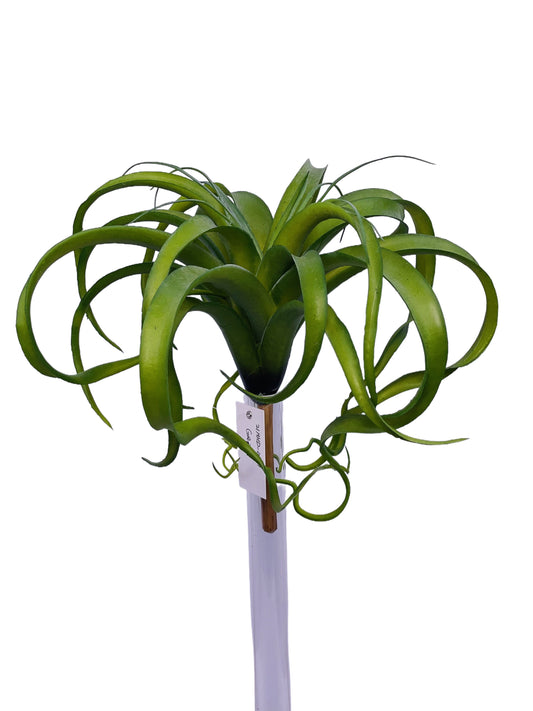 FL13846 AIR PLANT 10"