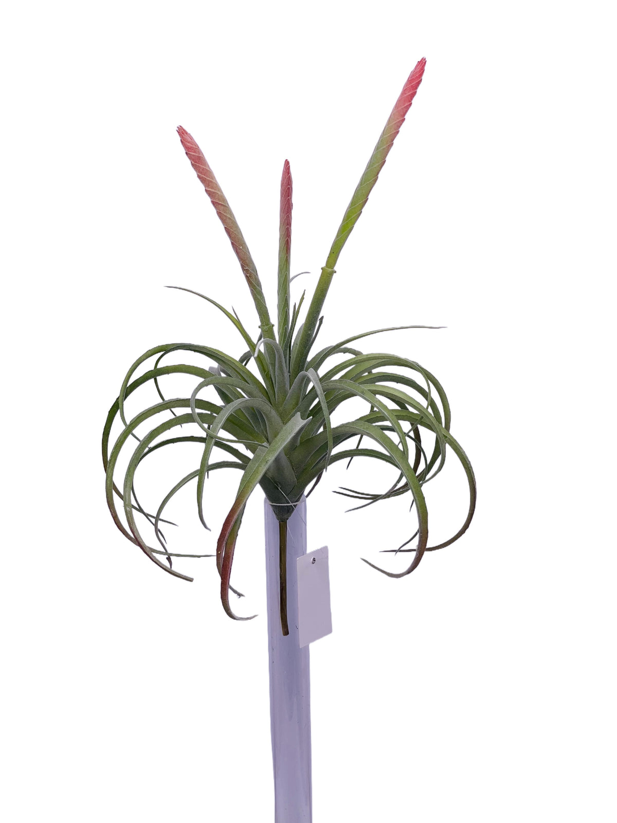 FL13848 CARDINAL AIR PLANT 16"