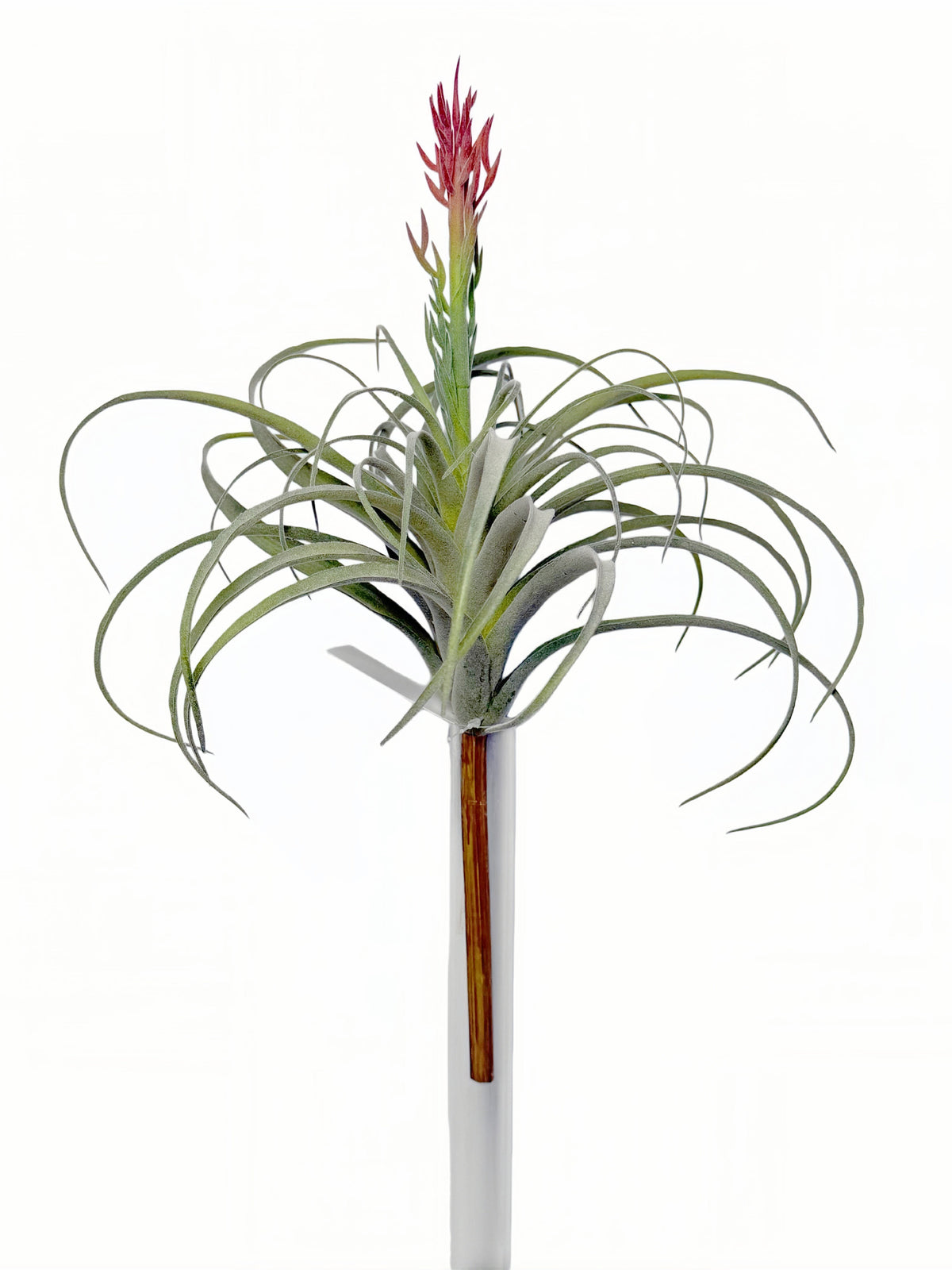 FL13849 AIR PLANT 16.5"