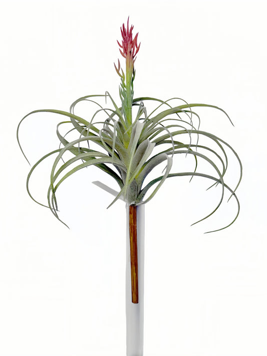 FL13849 AIR PLANT 16.5"