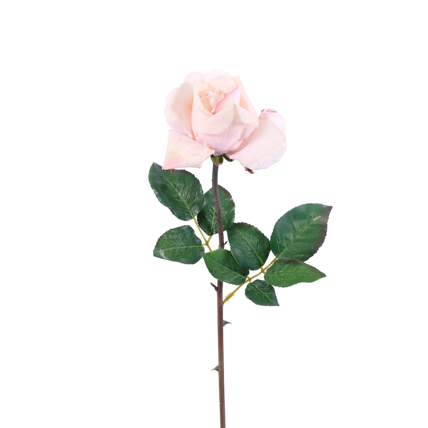 FN10001 HYBRID TEA ROSE SPRAY(NAT),24in-12P