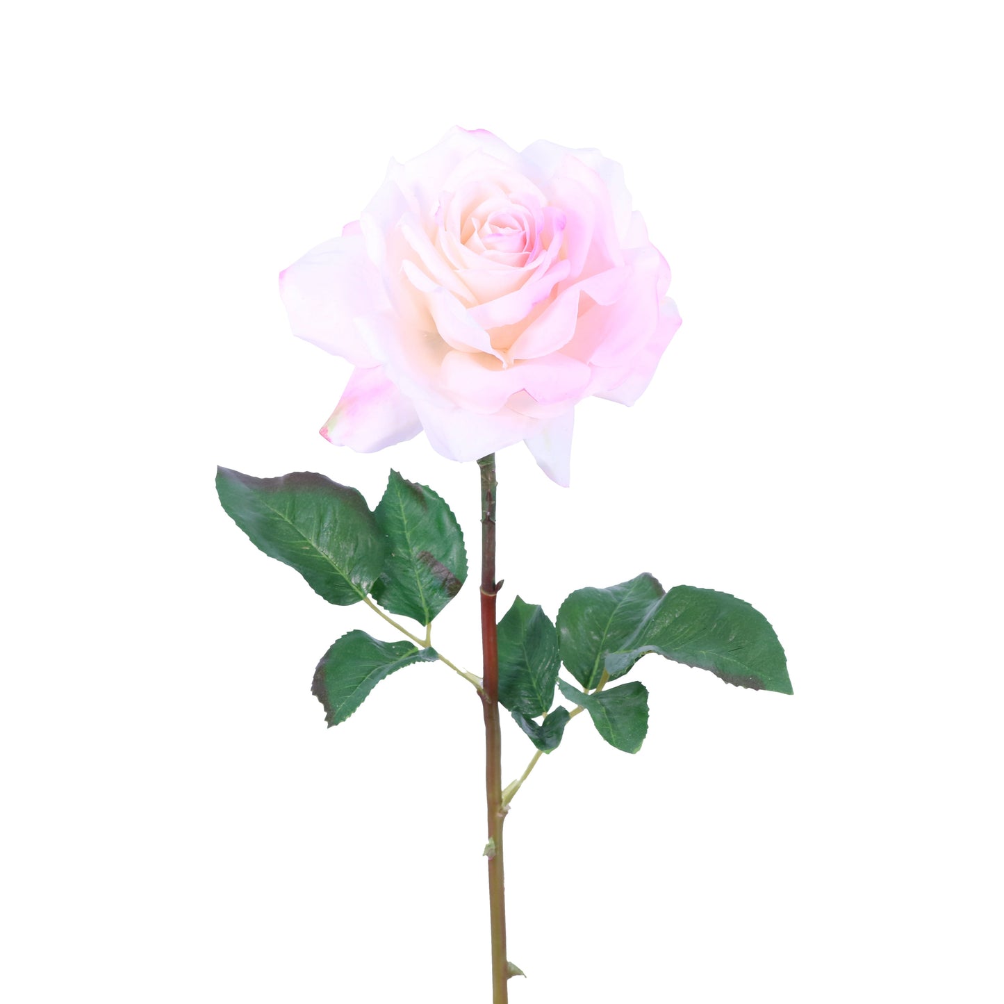 FN10011 ROSE (NAT),20in-12P/72/6.08'