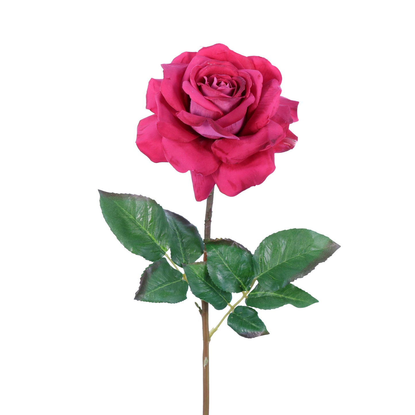 FN10011 ROSE (NAT),20in-12P/72/6.08'