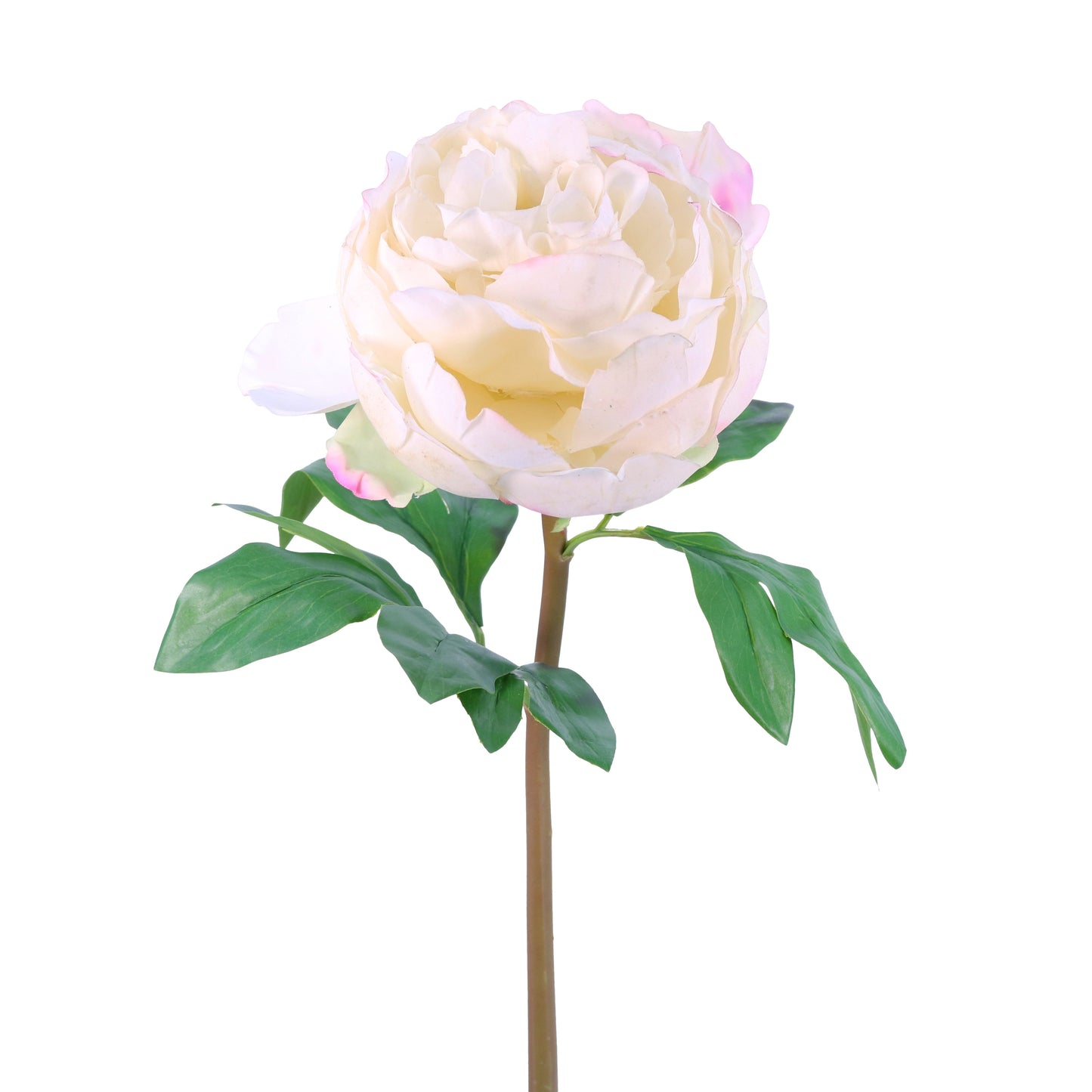 FN20002 PEONY (NAT),23in-12P/72/5.84'