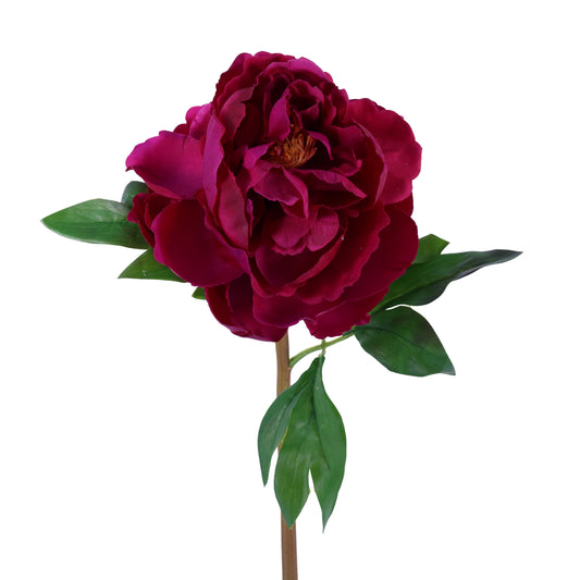 FN20002 PEONY (NAT),23in-12P/72/5.84'