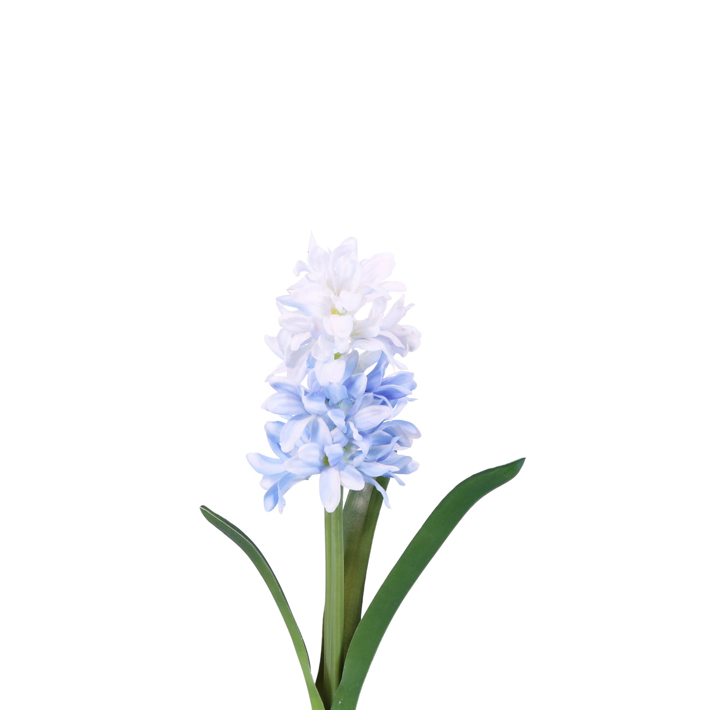 FN20006 HYACINTH w/LVS(NAT),13in-12P/120