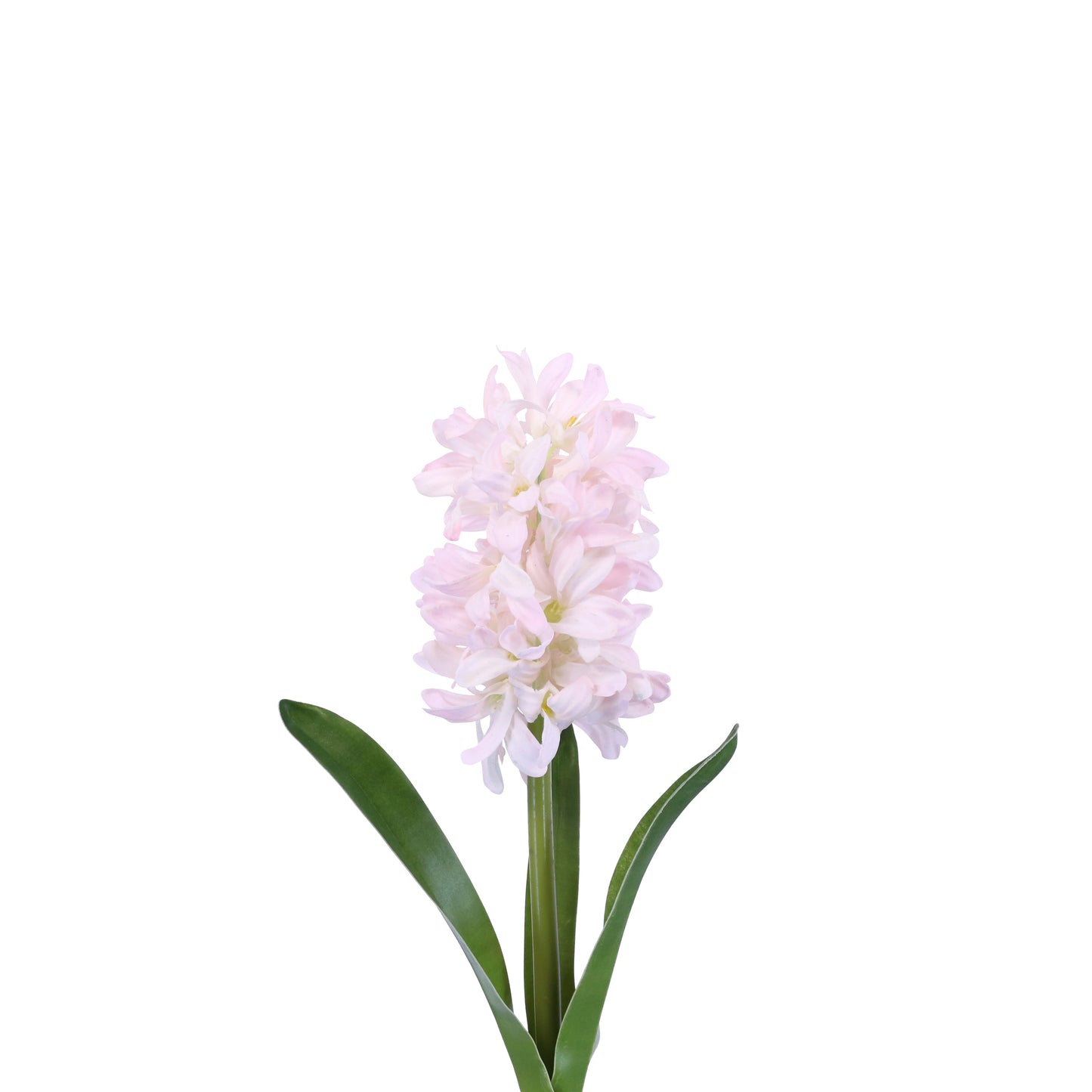 FN20006 HYACINTH w/LVS(NAT),13in-12P/120