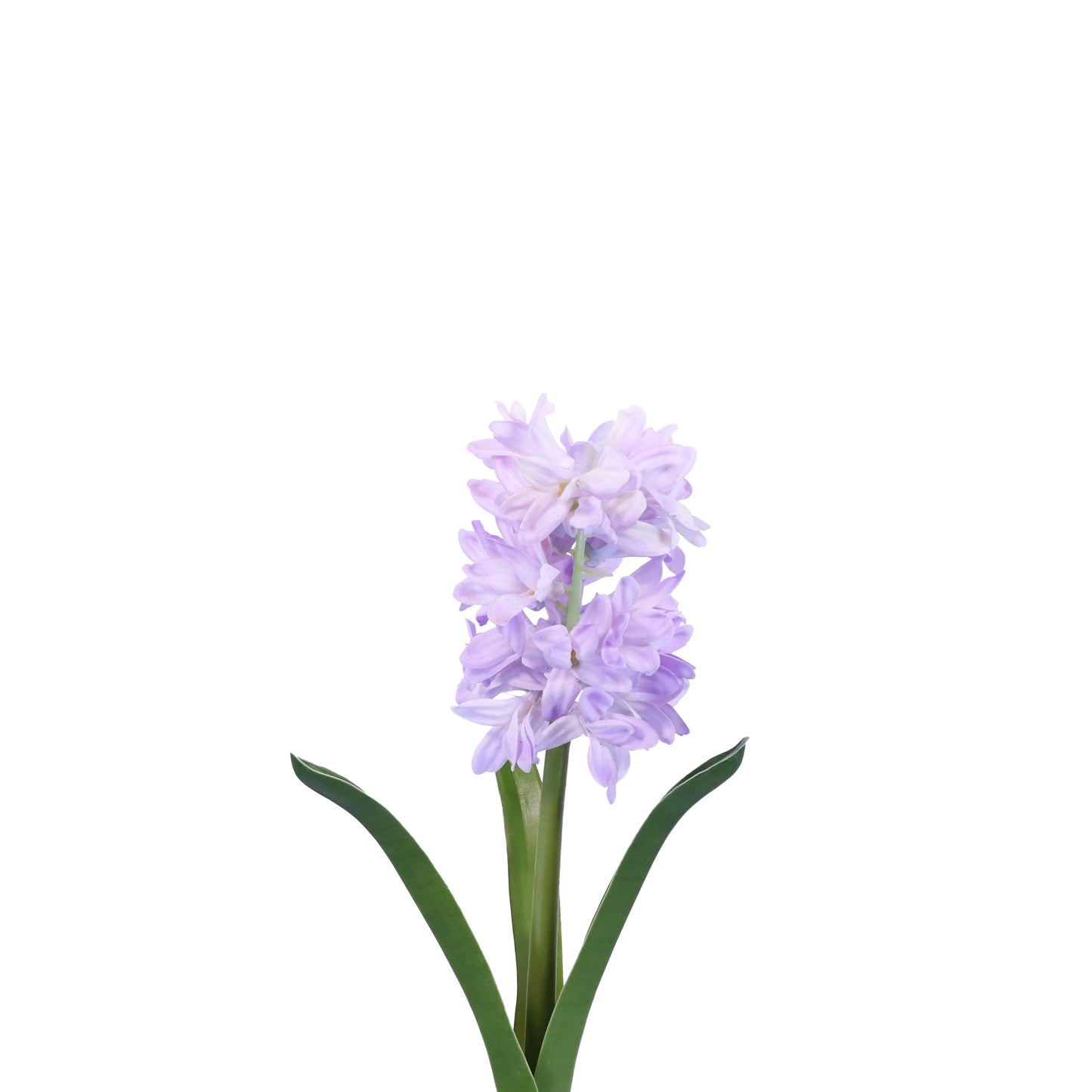 FN20006 HYACINTH w/LVS(NAT),13in-12P/120