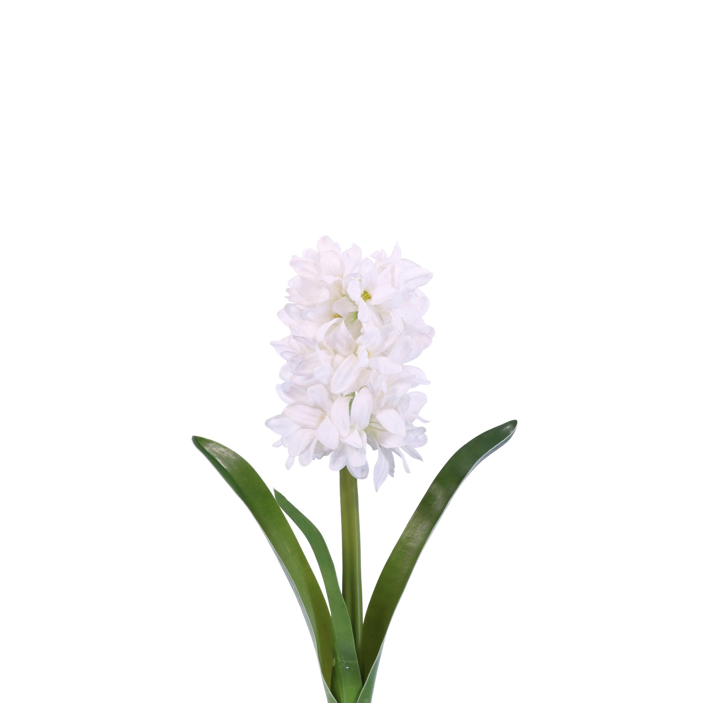 FN20006 HYACINTH w/LVS(NAT),13in-12P/120