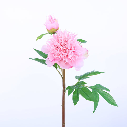 FN20011 HERBACEOUS PEONY (NAT),26in-12P/72