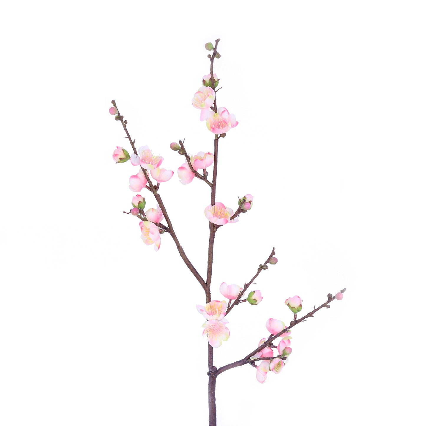 FN20013 CHERRY BLOSSOM SP (NAT),35in-12P/72