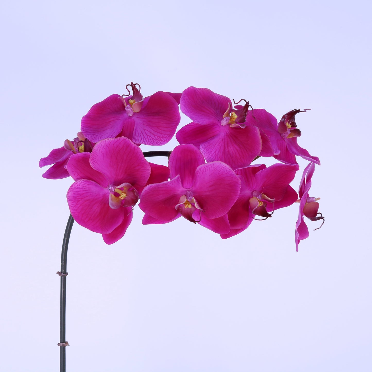 FN20030 PHALAENOPSIS SPx12F(NAT), 42"