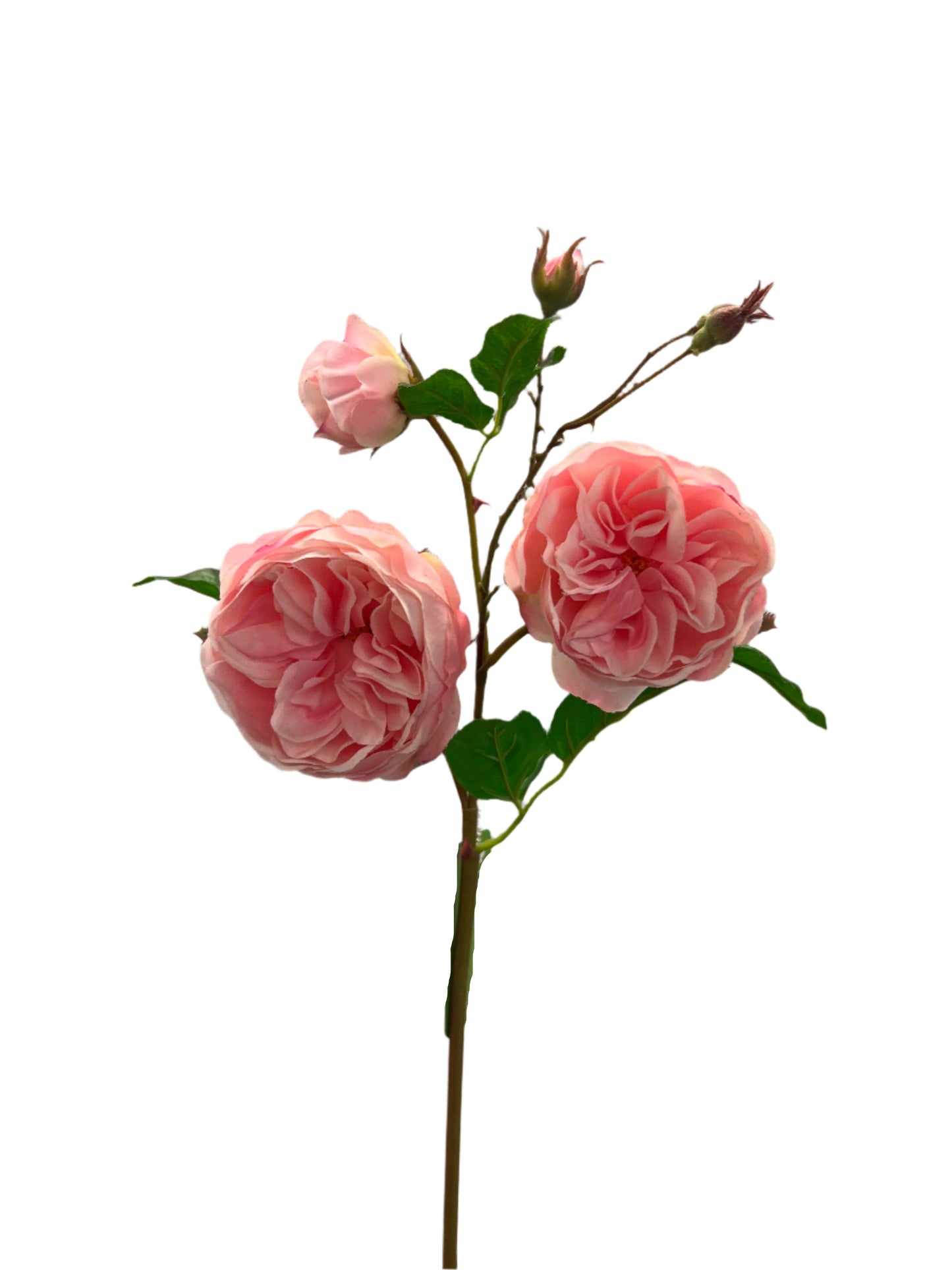 FN20051  CABBAGE ROSE SPRAYx2F4B (NAT) 23.5"