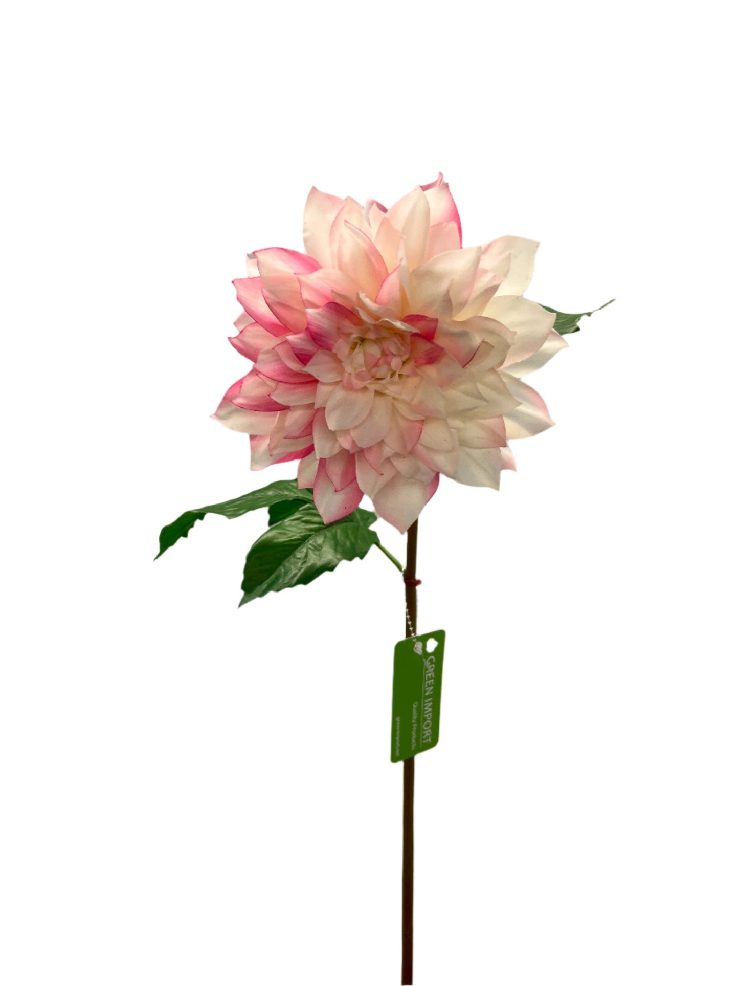 FN20052  DAHLIA SPRAYx1F1B (NAT) 25"