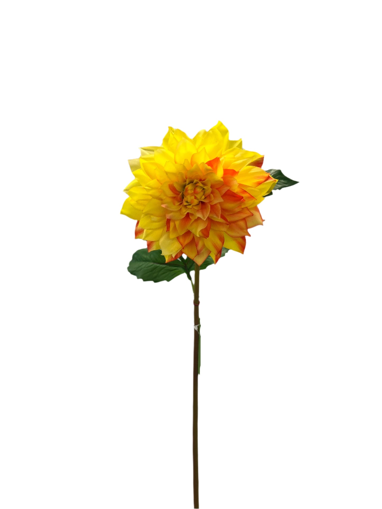 FN20052  DAHLIA SPRAYx1F1B (NAT) 25"