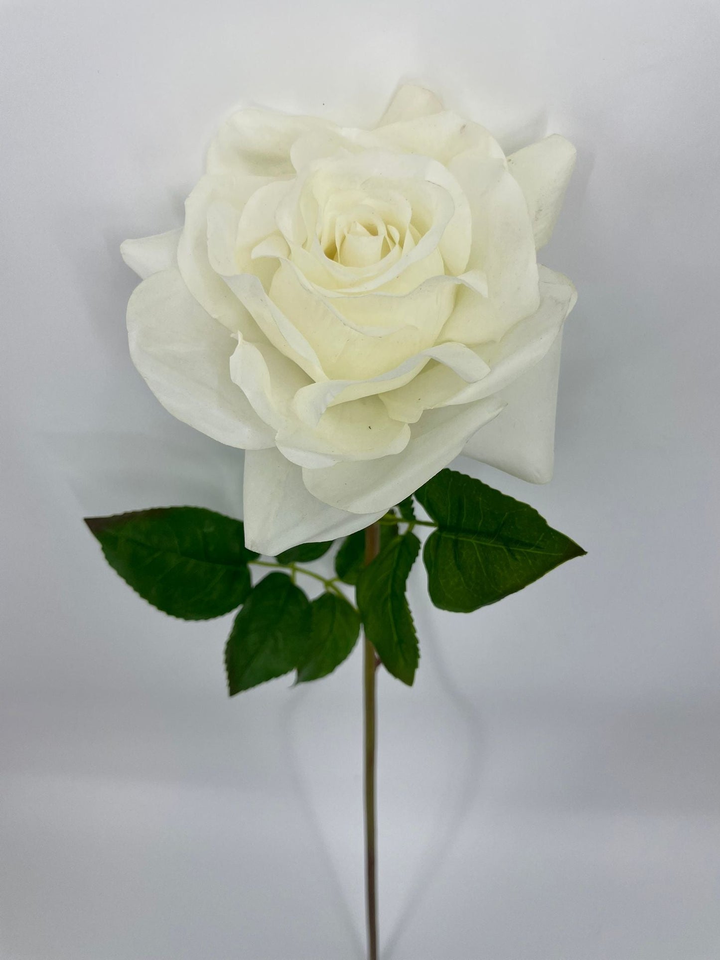 FN20071 ROSE (NAT)  30"