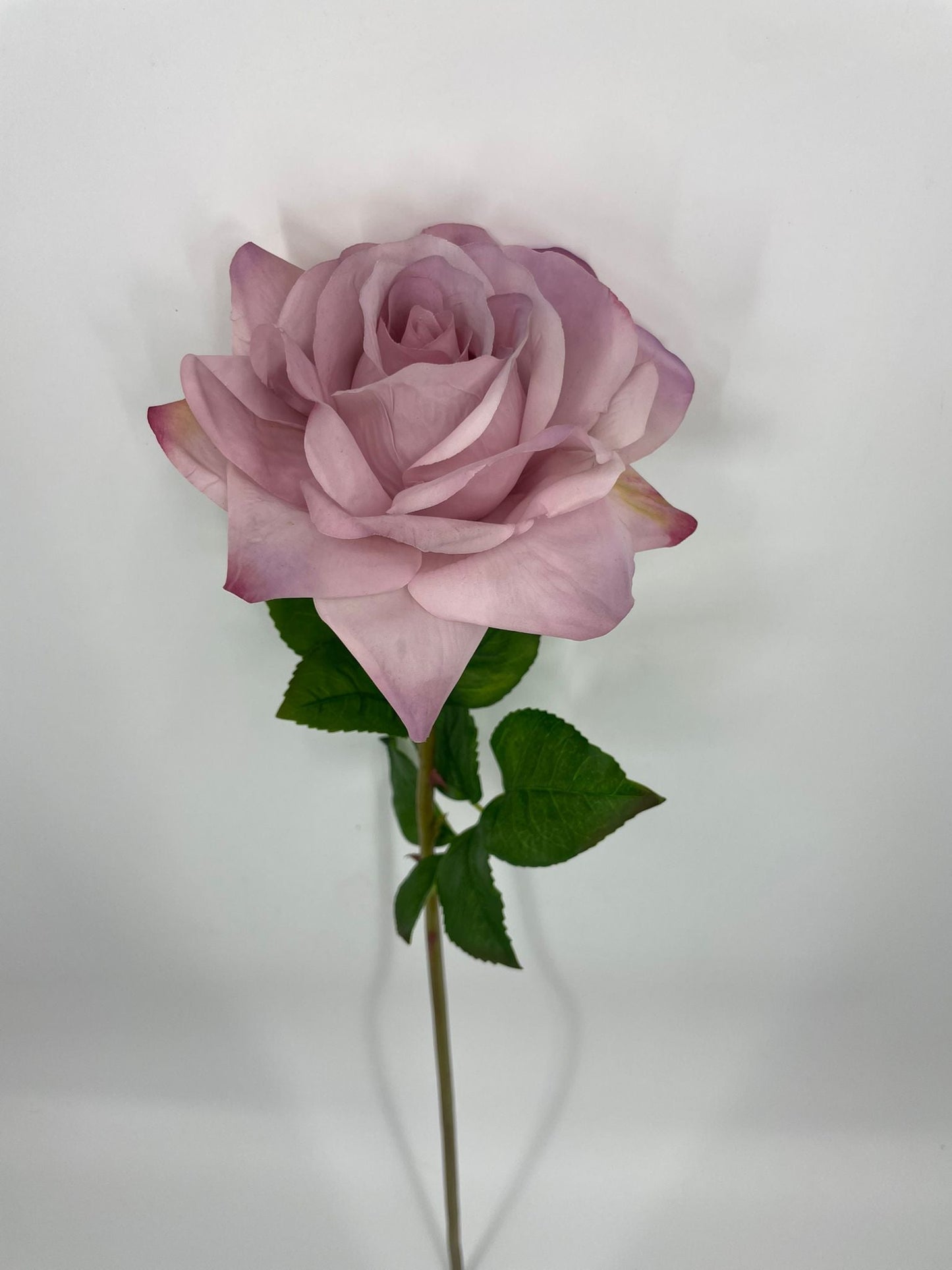 FN20071 ROSE (NAT)  30"