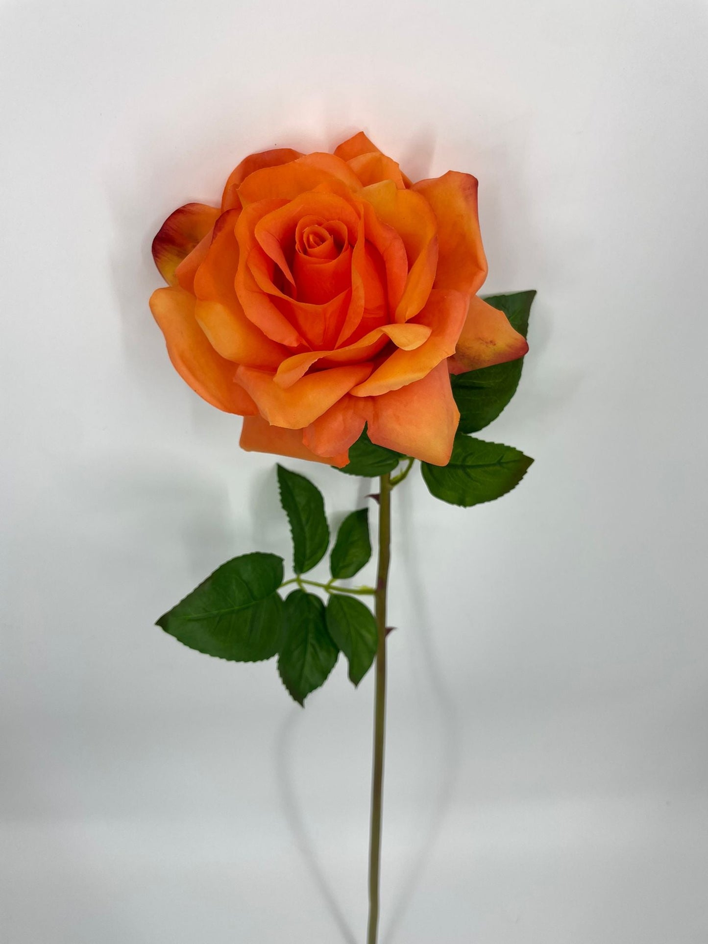 FN20071 ROSE (NAT)  30"