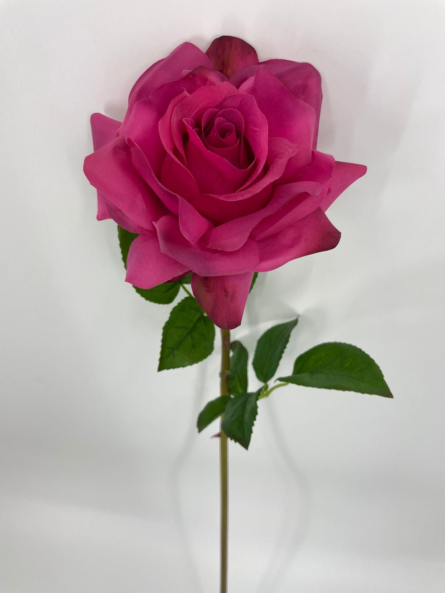 FN20071 ROSE (NAT)  30"