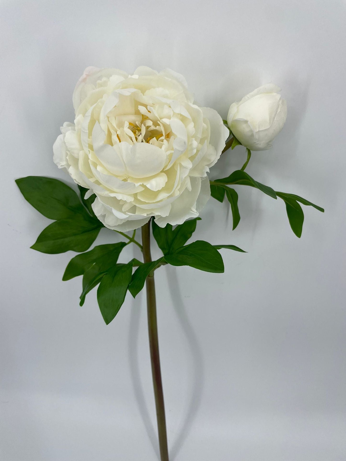 FN20079 PEONY SPRAYx1F1B (NAT)  25"