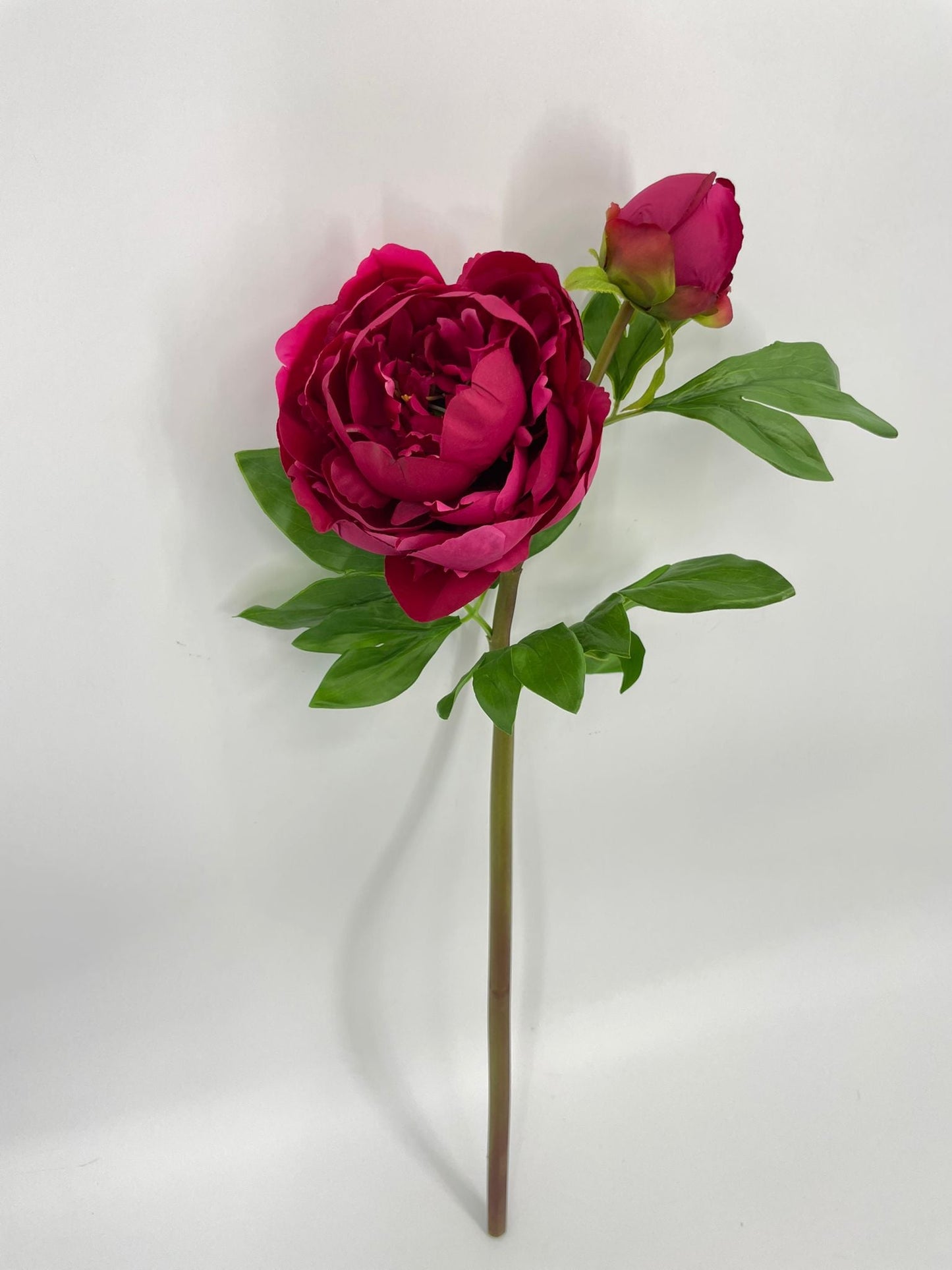 FN20079 PEONY SPRAYx1F1B (NAT)  25"