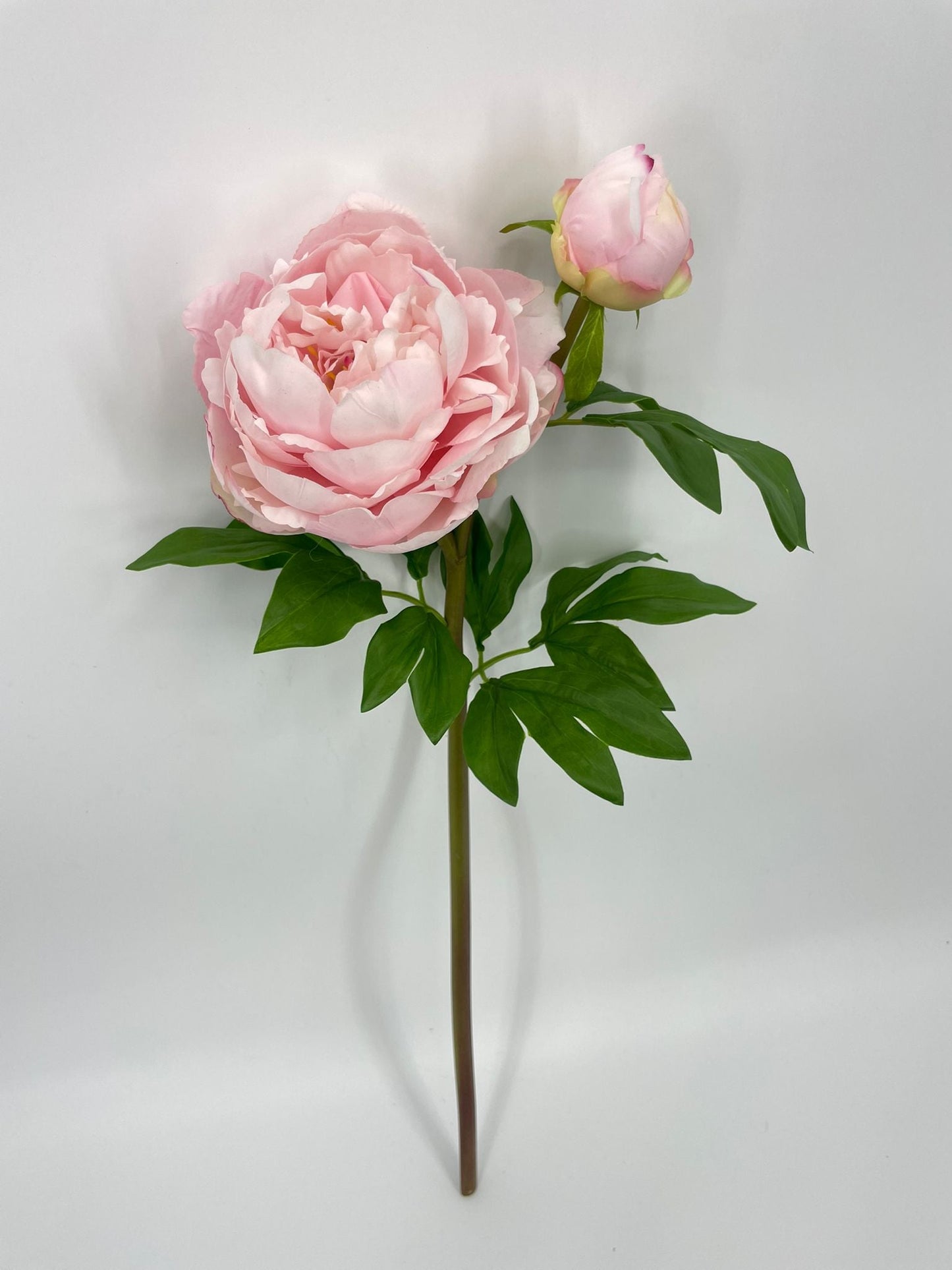 FN20079 PEONY SPRAYx1F1B (NAT)  25"