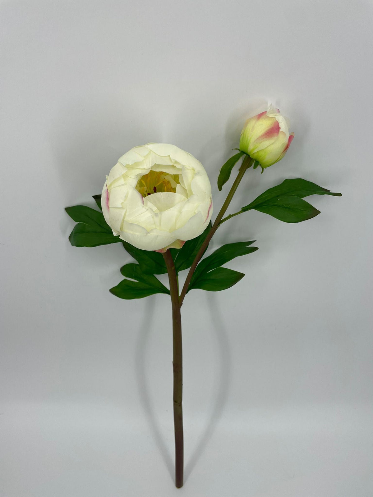 FN20080 PEONY BUD SPRAYx2 (NAT)  24"