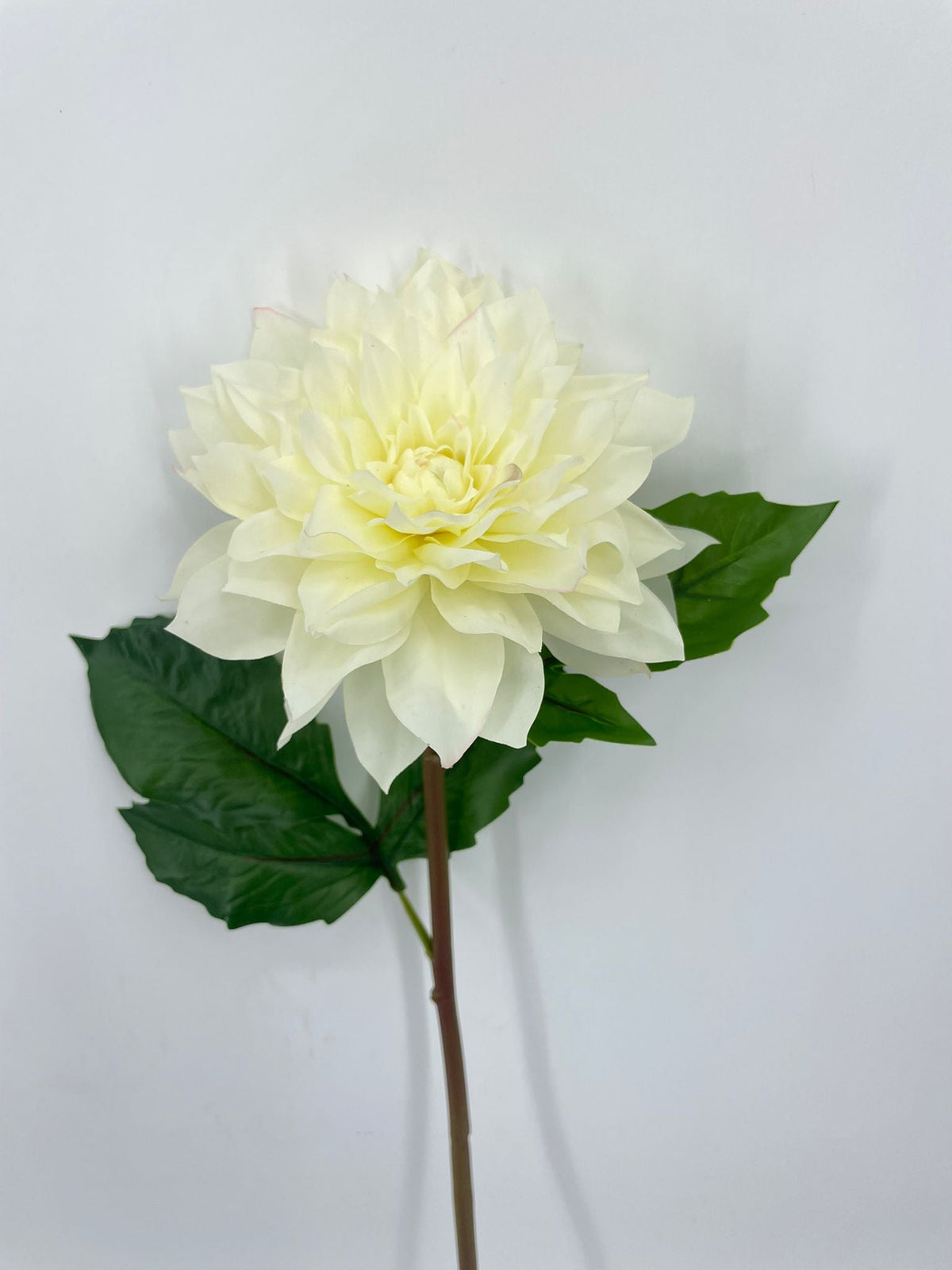 FN20081 DAHLIA (NAT)  27"
