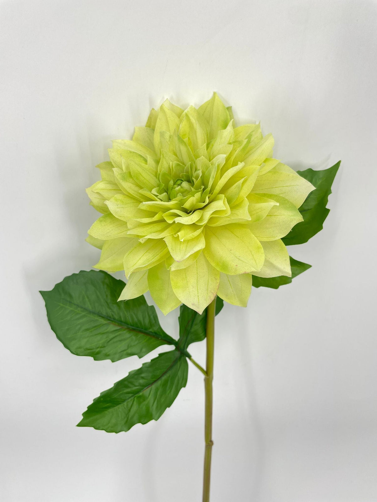 FN20081 DAHLIA (NAT)  27"