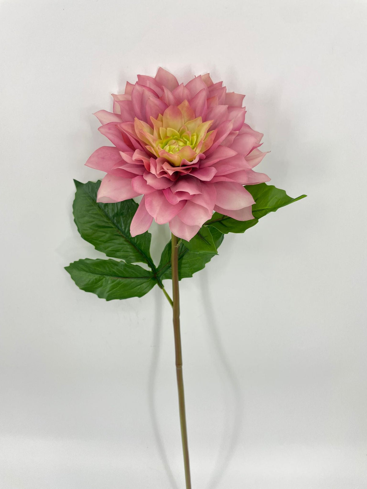 FN20081 DAHLIA (NAT)  27"