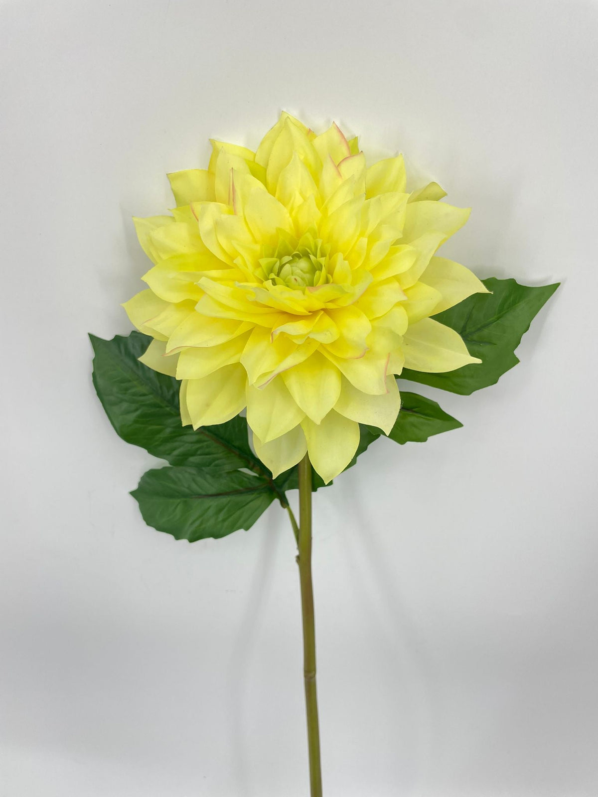 FN20081 DAHLIA (NAT)  27"