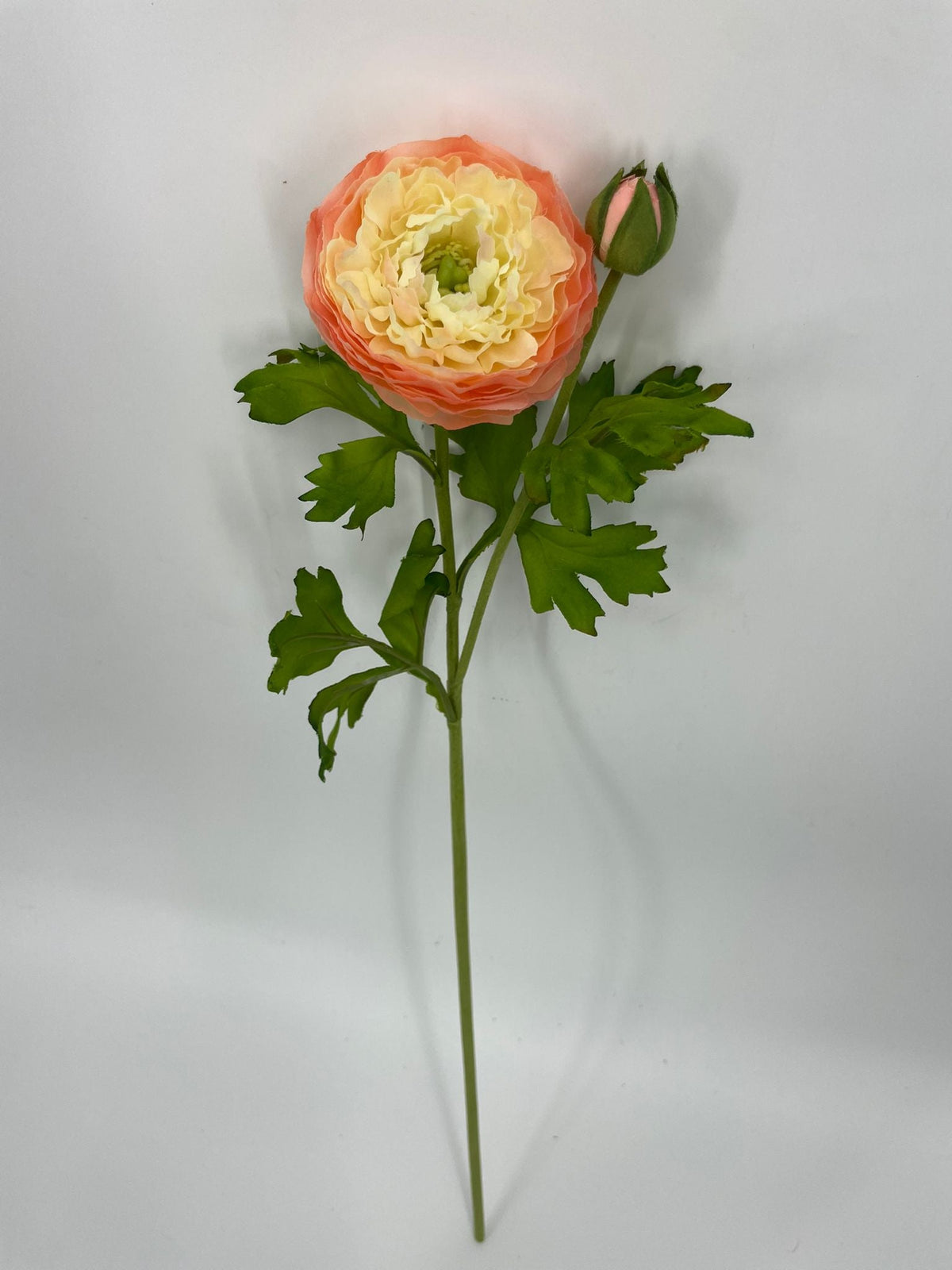 FN20082 RANUNCULUS SPRAYx1F1B (NAT)  22"