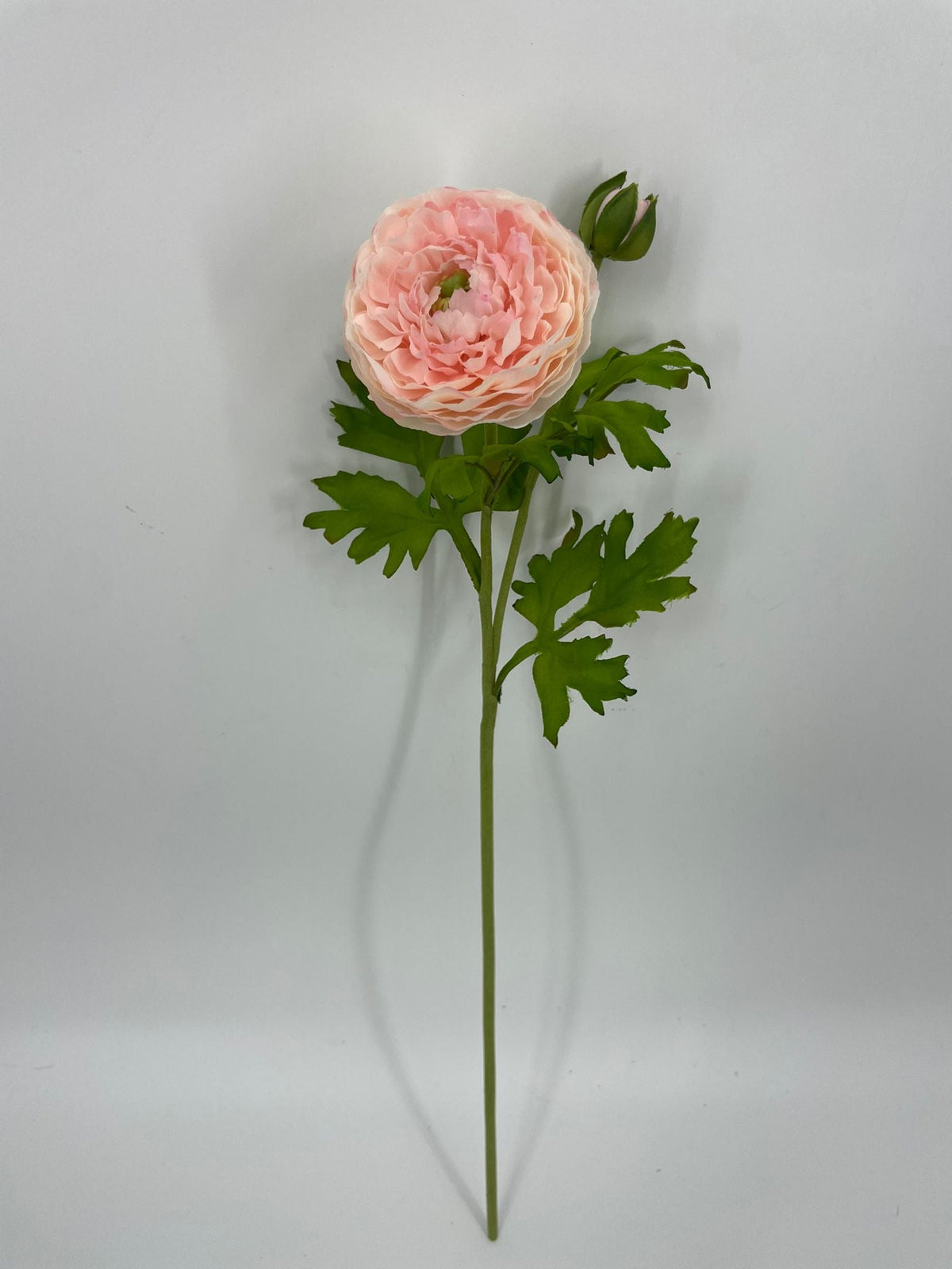 FN20082 RANUNCULUS SPRAYx1F1B (NAT)  22"
