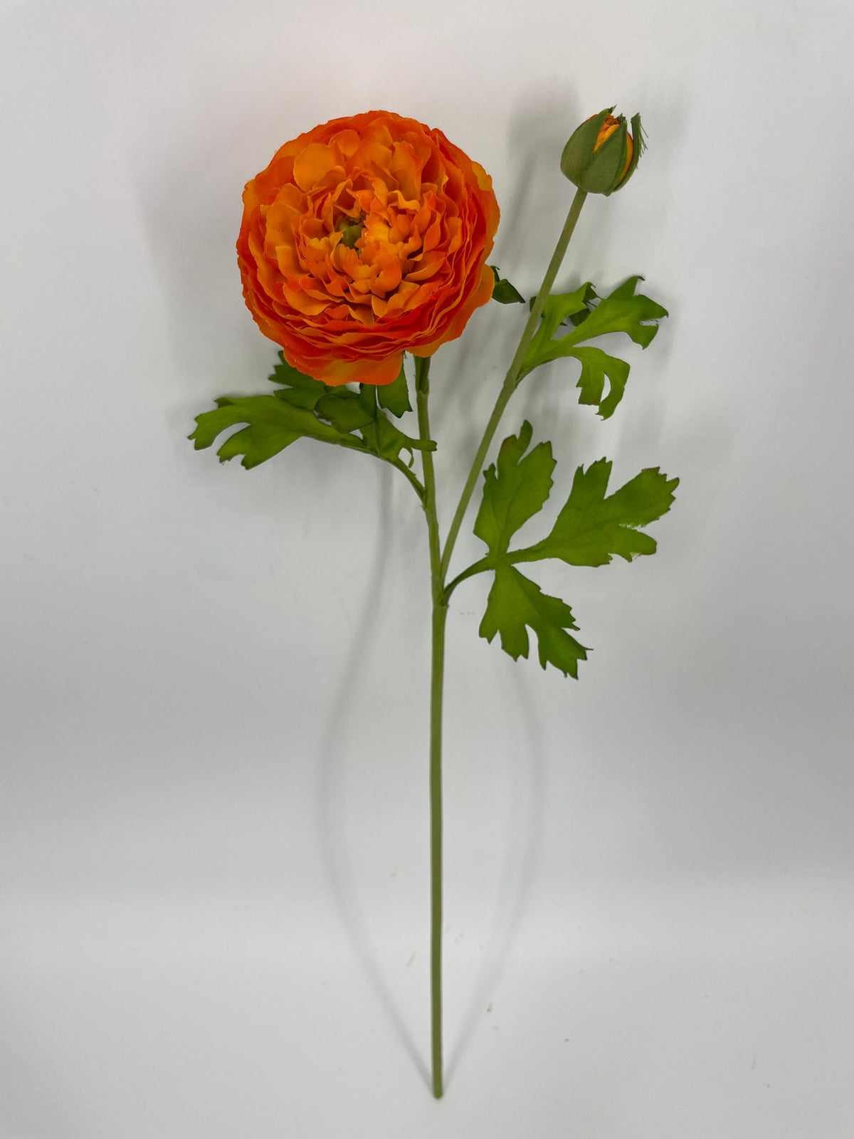 FN20082 RANUNCULUS SPRAYx1F1B (NAT)  22"