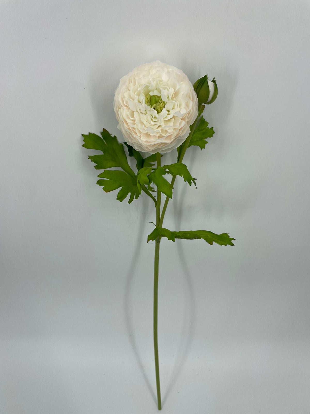 FN20082 RANUNCULUS SPRAYx1F1B (NAT)  22"