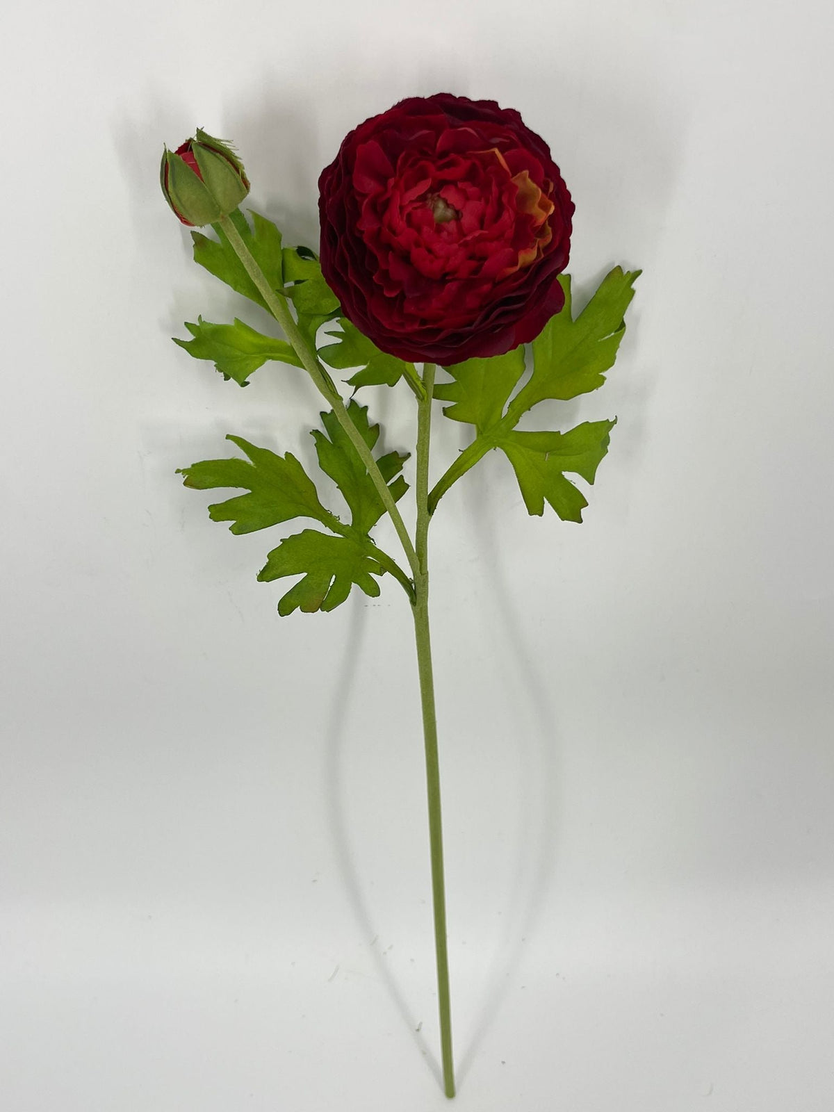 FN20082 RANUNCULUS SPRAYx1F1B (NAT)  22"