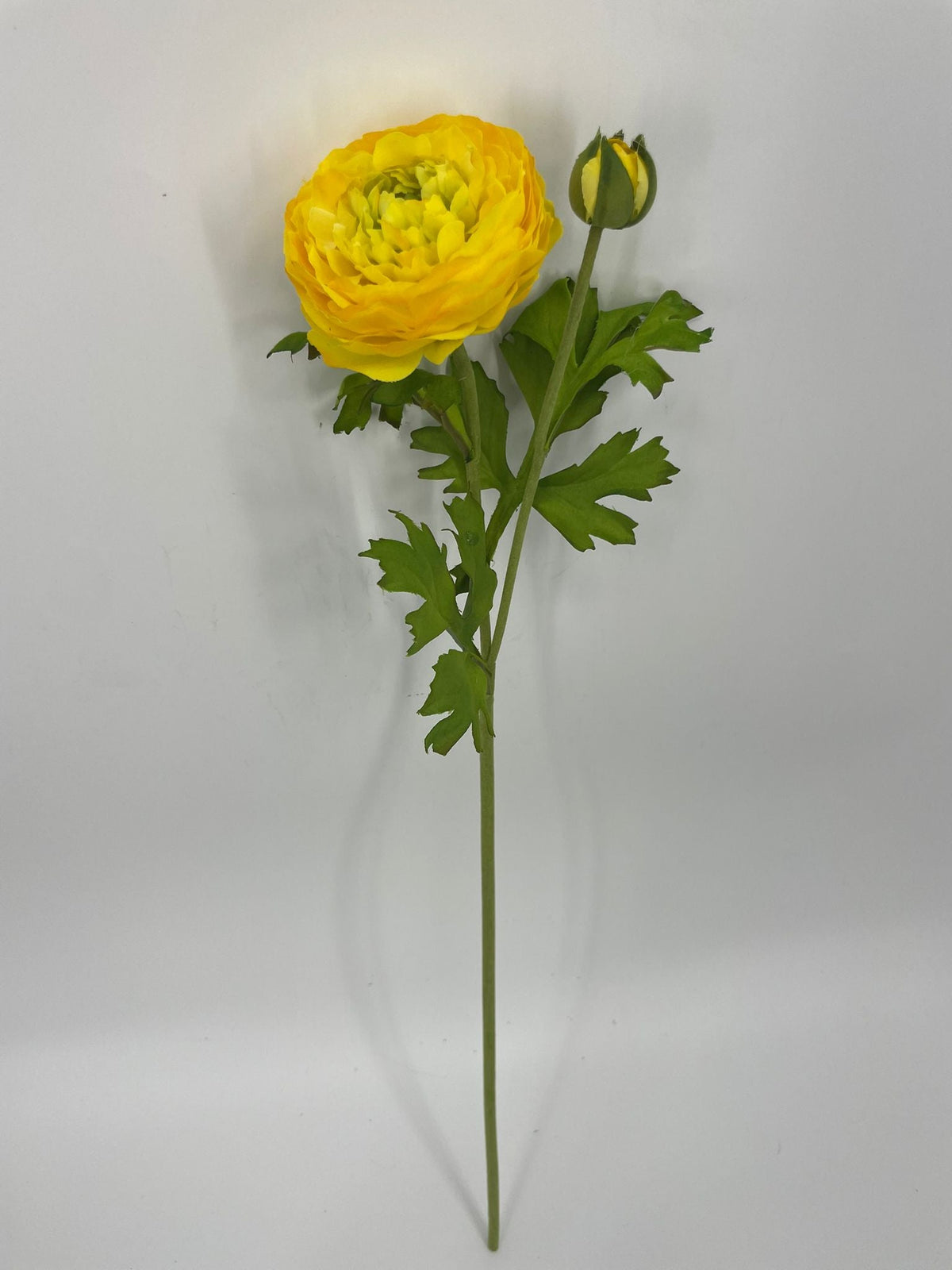 FN20082 RANUNCULUS SPRAYx1F1B (NAT)  22"