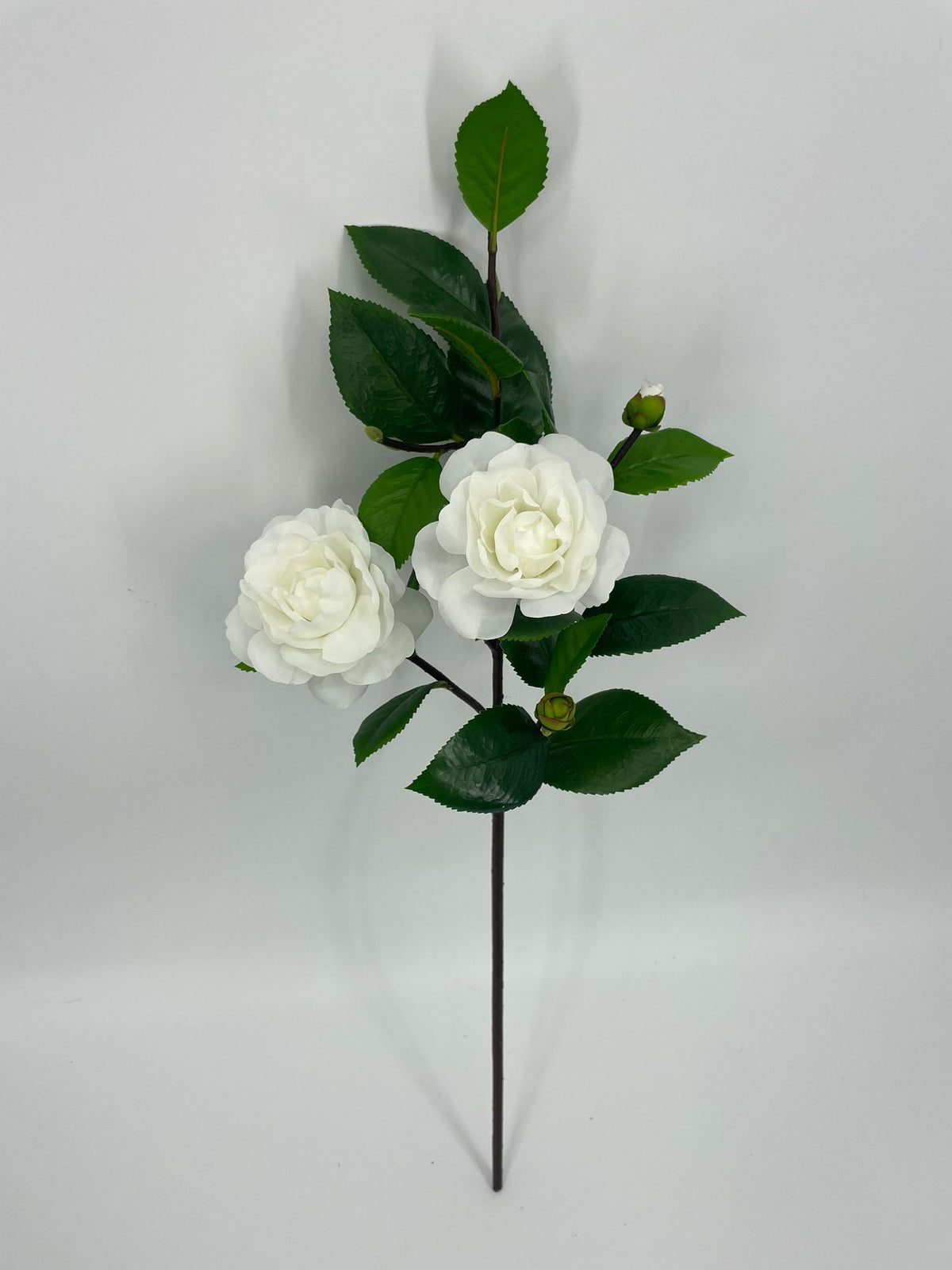 FN20083 CAMELLIA SPRAYx2F3B (NAT)  27"