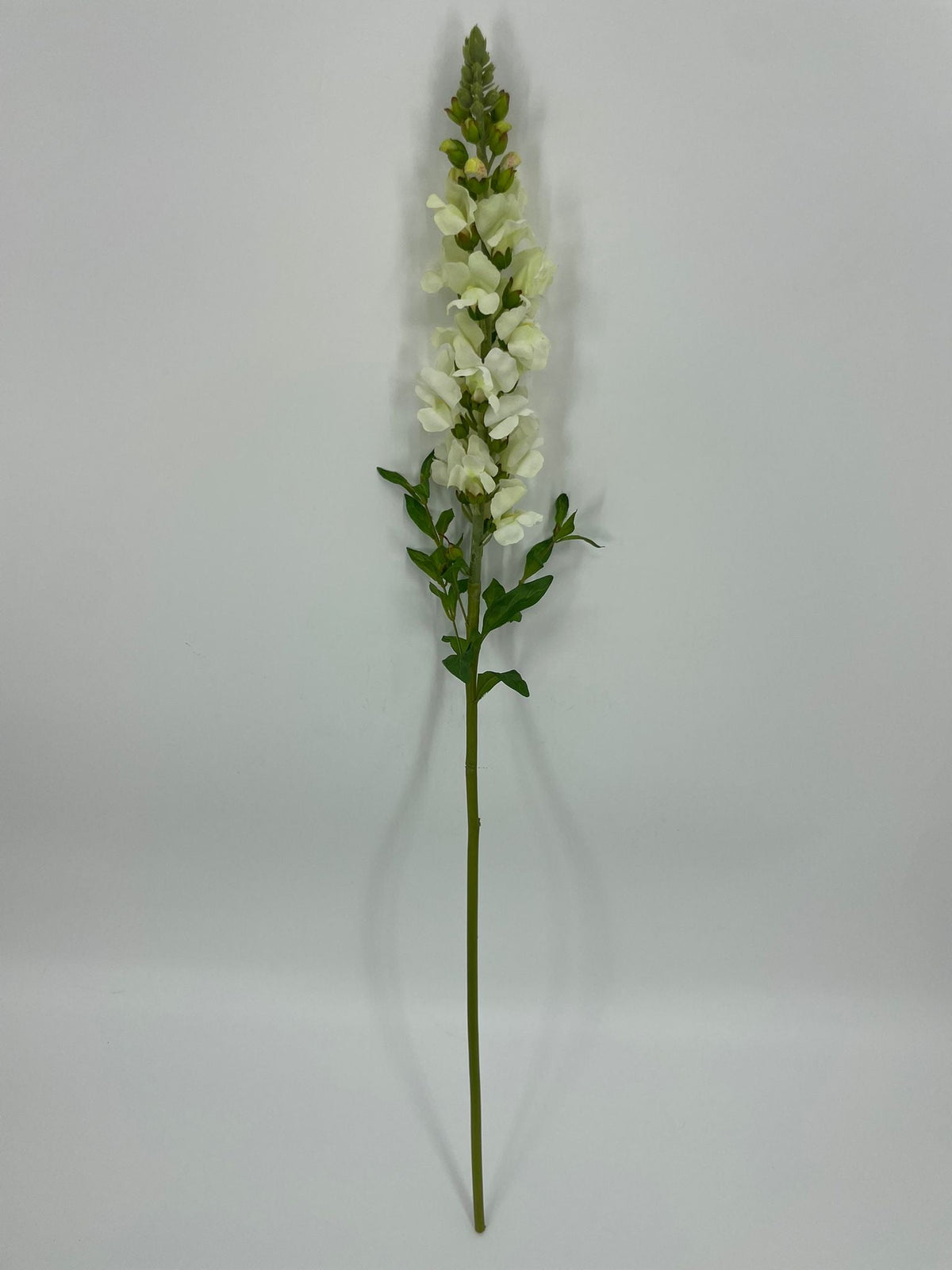 FN20085 SNAPDRAGON (NAT)  34"