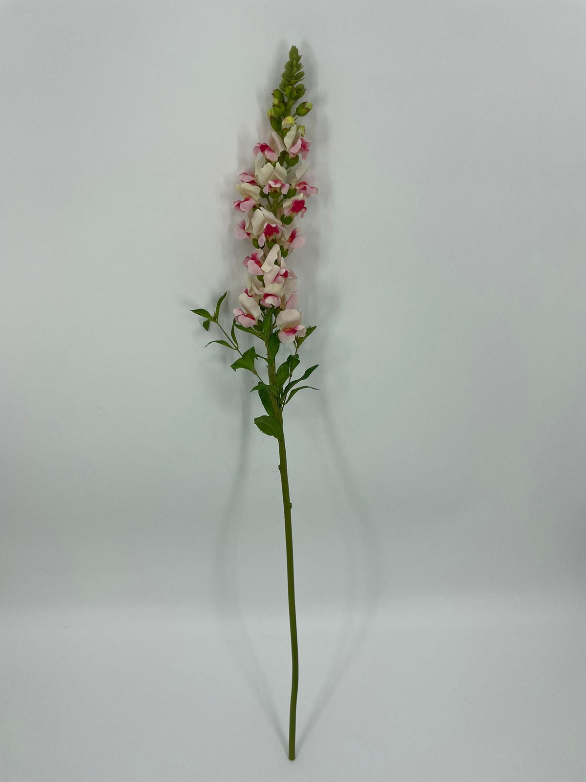 FN20085 SNAPDRAGON (NAT)  34"
