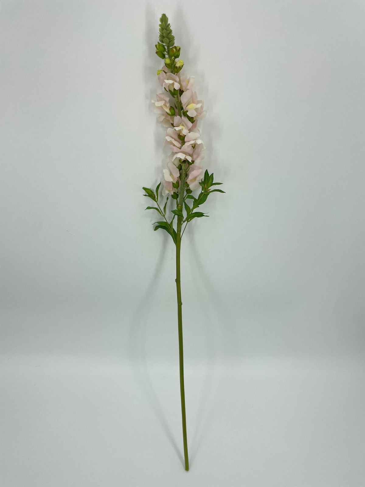 FN20085 SNAPDRAGON (NAT)  34"