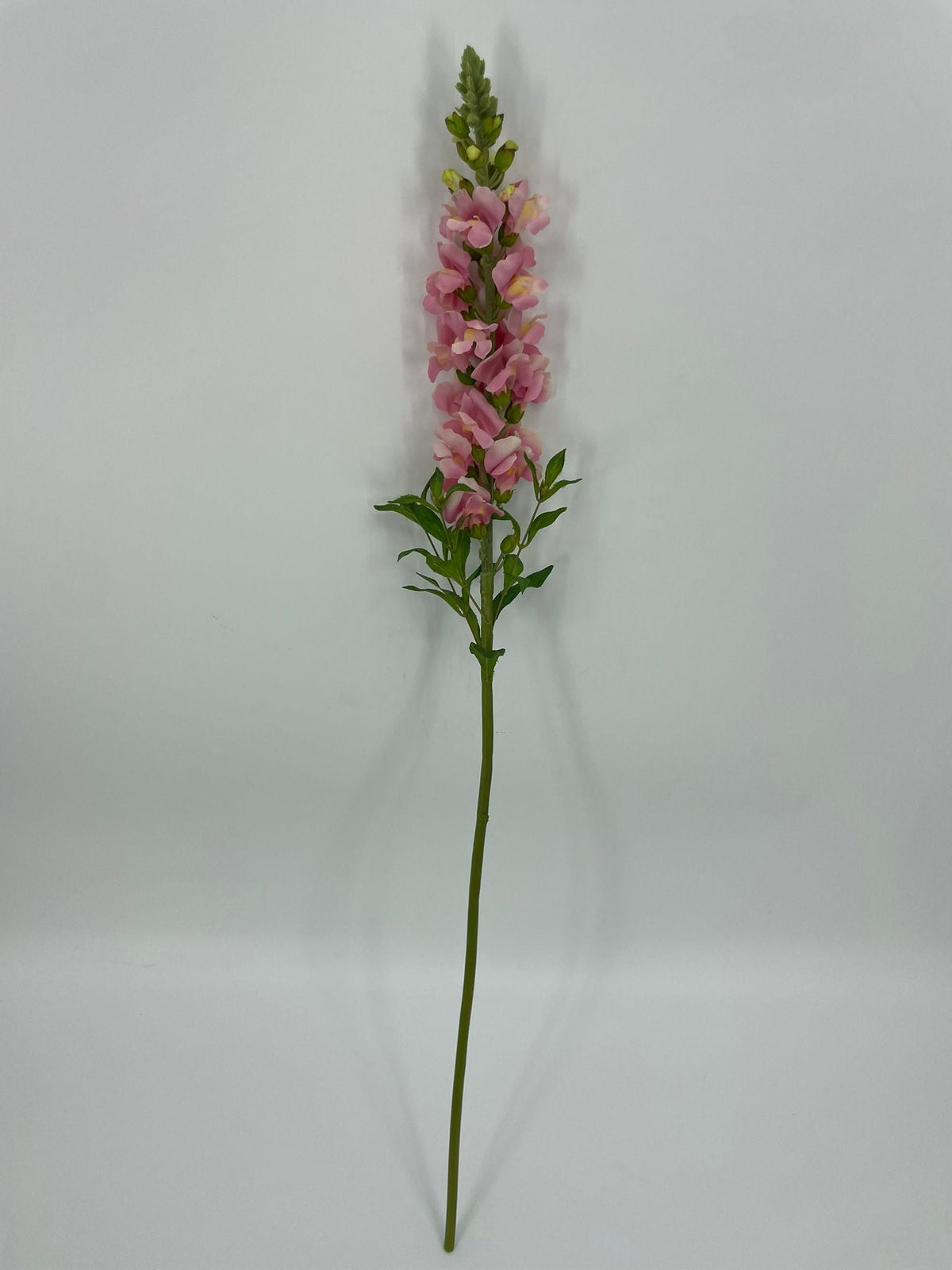 FN20085 SNAPDRAGON (NAT)  34"