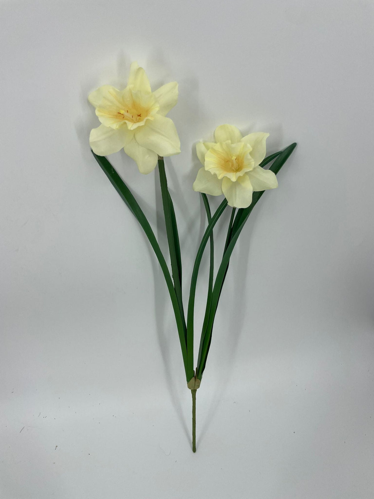 FN20088 DAFFODILx2F  21"