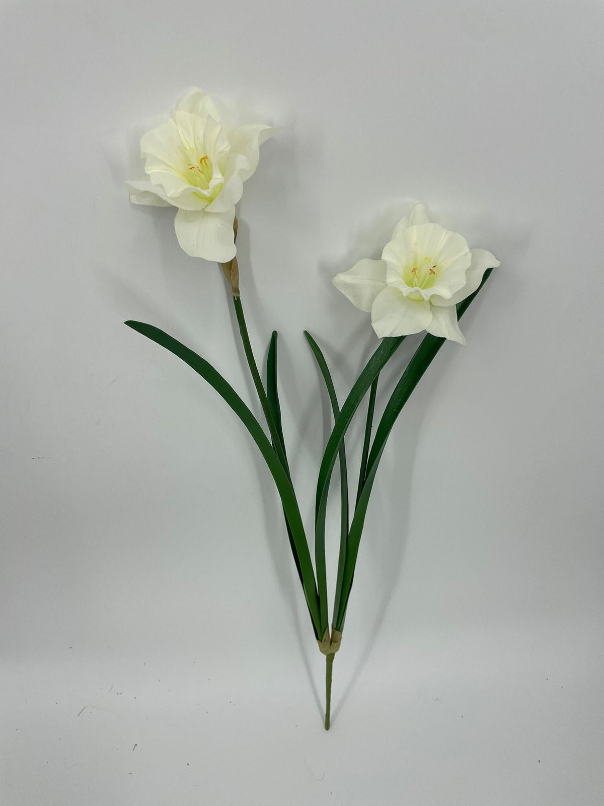 FN20088 DAFFODILx2F  21"
