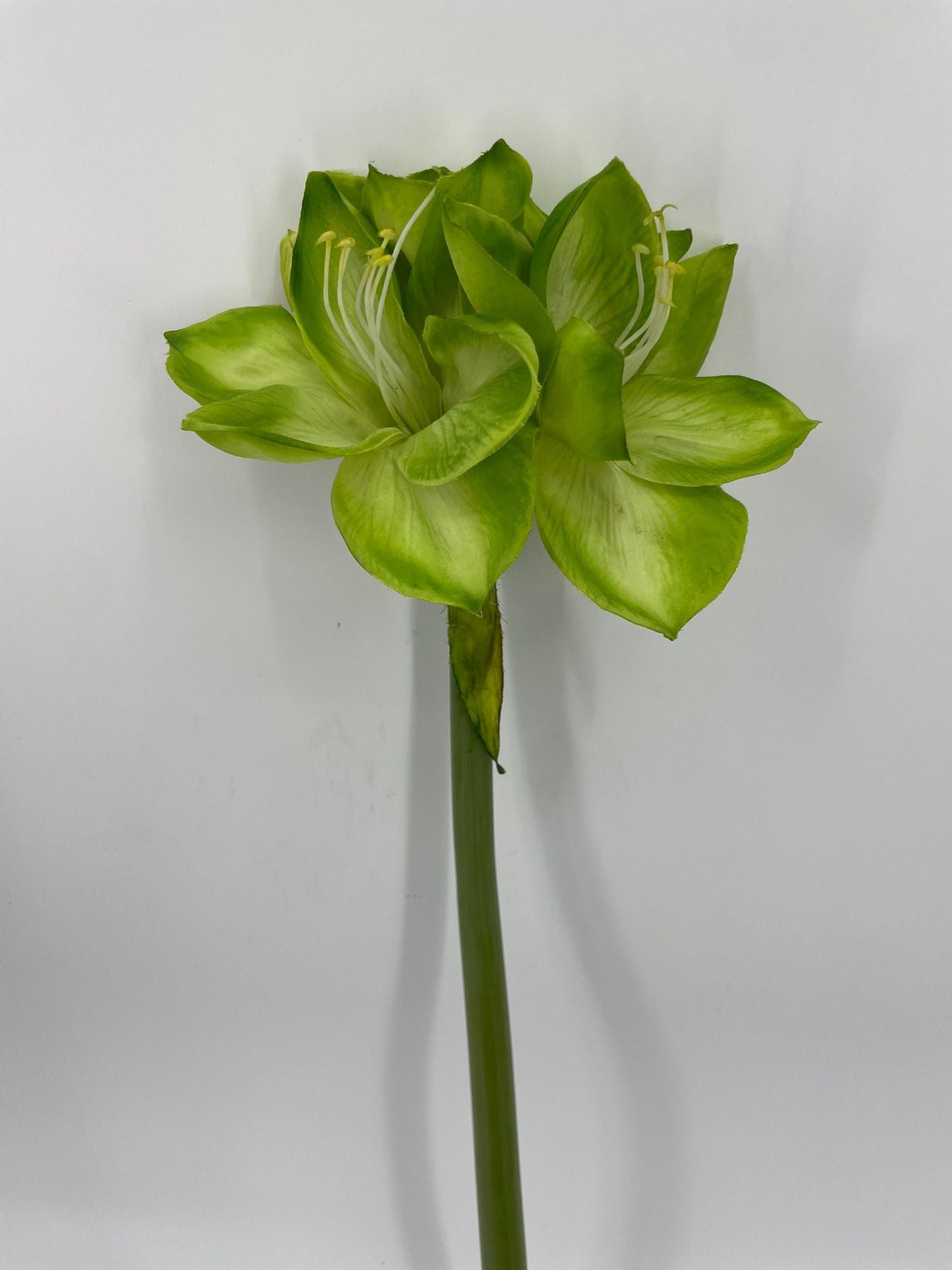 FN20089 AMARYLLISx3F1B (NAT)  26"