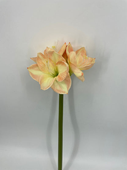 FN20089 AMARYLLISx3F1B (NAT)  26"